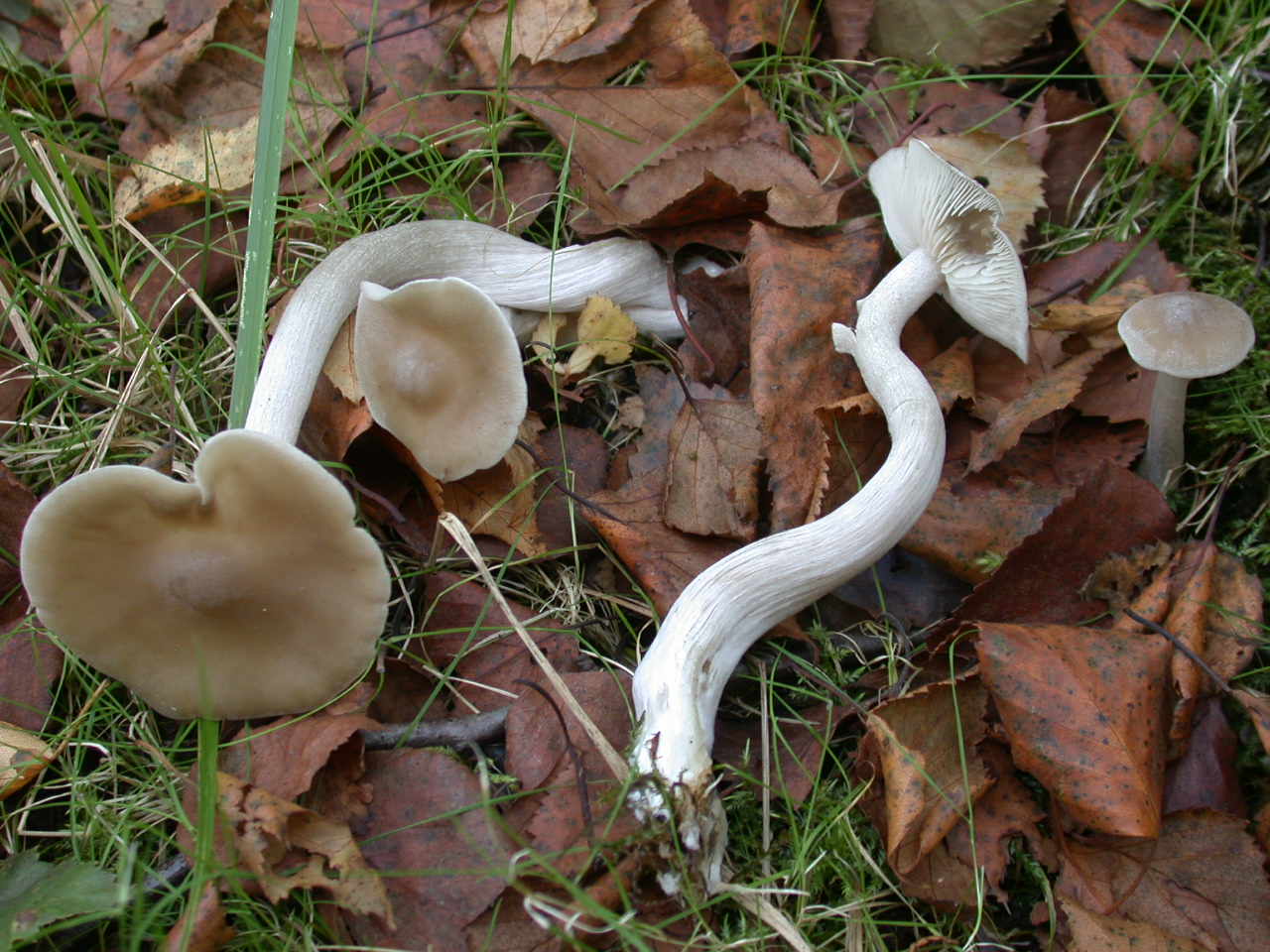 Funghi colorati ...oggi